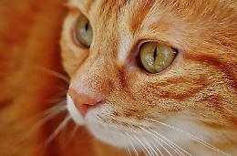 Sparano in bocca a un gatto e poi lo picchiano: brutale aggressione in strada