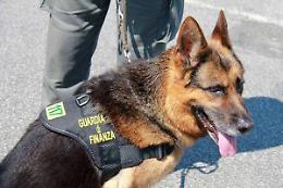Controlli a raffica a Ponza: diversi giovani sorpresi con stupefacenti