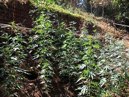 Nascondeva una piantagione di marijuana dietro casa, arrestato 51enne
