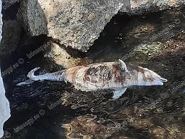 Delfino morto rinvenuto tra gli scogli, possibili accertamenti