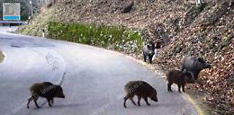 Valle circondata dai cinghiali. «Anche diciassette in una volta»