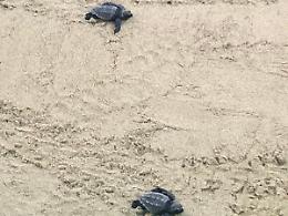 Meraviglia sul litorale di Fondi: schiuse all'alba 58 uova di Caretta Caretta