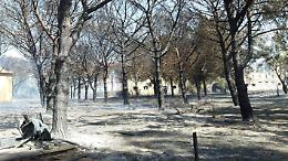 Vasto incendio sul litorale, il vento porta le fiamme a ridosso delle case