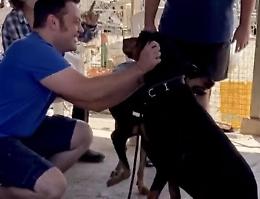 Tiziano Ferro: "Adottate cani adulti". Lui lo fa per primo, ecco Jake