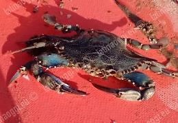 Granchi blu segnalati anche sul lungomare di Sabaudia