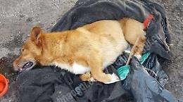 L'aguzzino del cane Lucky ricorre in Cassazione