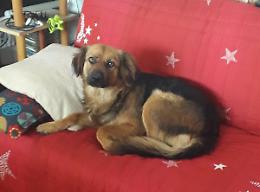 Tornado a Nettuno: ecco il video. Dispersa anche una cagnolina