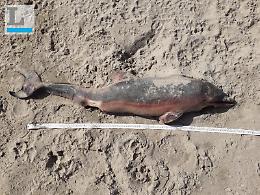 Cucciolo di delfino trovato morto in spiaggia: è il 19esimo cetaceo rinvenuto senza vita nel Lazio nel 2020