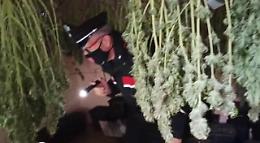 Coltivazione e detenzione di marijuana: arrestato