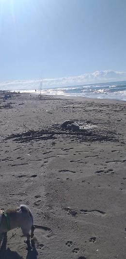 Quattro pecore morte trovate in spiaggia, le ha portate il canale. Ecco dove