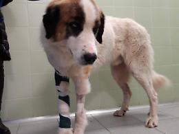 Cane ferito a fucilate, non si esclude l'amputazione della zampa