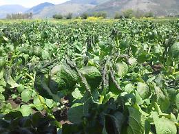 Agricoltura, predisposto il pagamento per il Bando Biologico