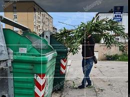 Gettano le potature nel cassonetto, multati operai e proprietari