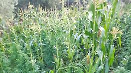 Marijuana tra gli ortaggi. Ricorso respinto in Cassazione