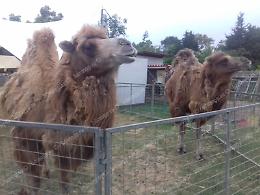 Un circo senza animali, la battaglia riparte da Aprilia