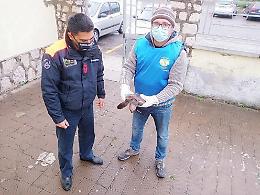 La Guardia Costiera  soccorre un piccolo esemplare di tartaruga in difficoltà