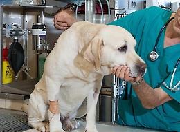 Assenti dal servizio per colpa di un codice, la difesa dei veterinari