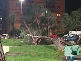 Cade un albero vicino allo scivolo per bambini: paura a Piazza Moro