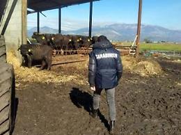 Animali maltrattati tra i rifiuti pericolosi: sequestrata un'azienda agricola
