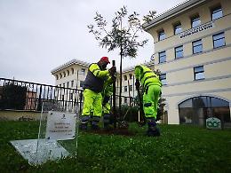 Festa della Donna, un albero di mimose e i versi di Alda Merini