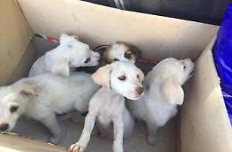 Cuccioli abbandonati e salvati: ora cercano casa