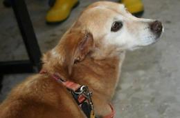 Perde la sua cagnolina, proprietaria offre ricompensa