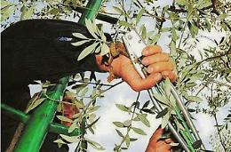 Studenti alle prese con 
 la raccolta delle olive