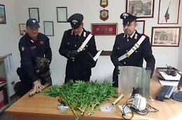 Cocaina e Marijuana in casa:  un 26enne arrestato 