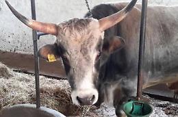 La lenta ma costante agonia della filiera del latte pontino