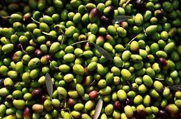 La forestale sequestra 80 tonnellate di olive: erano scadute e... "verniciate"