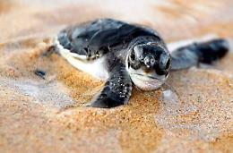 Spariscono 20 tartarughe rare dalla casa di un 60enne. Strano furto a via Croce. 