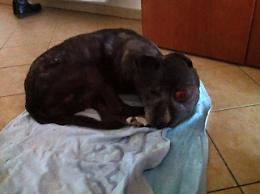 Thelma è  morta. La cagnolina che aveva commosso la città si è spenta dopo due mesi dalla sua adozione