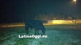 (FotoGallery)Toro al pascolo nella rotatoria
