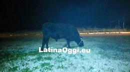 Toro semina il panico a Chiesuola