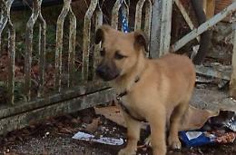 Asl e Polizia Locale salvano otto cani maltrattati
