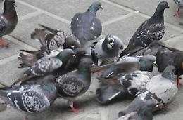 La piazza è piena di piccioni, è allarme sanitario