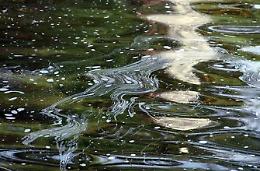 Pesticidi nei corsi d'acqua, Cambia Sabaudia pronta a chiedere i danni