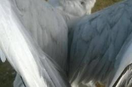 Infilzato da un amo da pesca, gabbiano rischia di annegare. Due cittadini lo salvano
