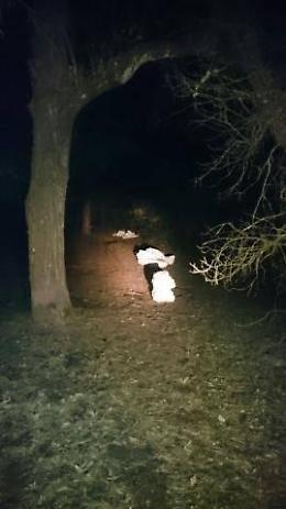 Tenta di rubare le pigne, denunciato