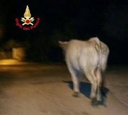Toro indisturbato tra le strade. I pompieri lo conducono in aperta campagna