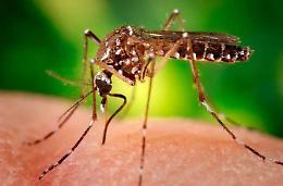 Il West Nile fa la decima vittima nel Lazio, è un uomo di 87 anni