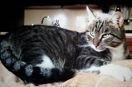 Gattino incastrato nel motore di un'auto, salvato dai vigili urbani