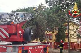 Albero pericolante nel cortile della scuola Montegrappa