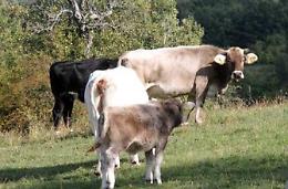 Bovini in abbandono su via Carpinetana, l'allarme dal sindaco