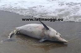 Brutta sorpresa sulla spiaggia