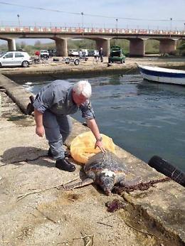 Rinvenuta morta a Foce Verde una tartaruga Caretta Caretta 