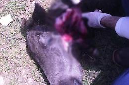 Lupi scatenati sugli Aurunci. Una vera e propria piaga per la pastorizia