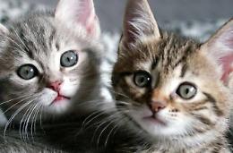 Gattini gettati nella spazzatura, la scoperta di un residente