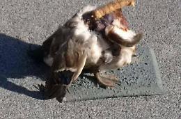 Papera decapitata e impagliata in piazza, scatta l'allarme