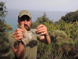 Animalisti contro il bracconaggio su Ponza e Palmarola: "Vigorelli non sa tutelare la natura dell'isola"